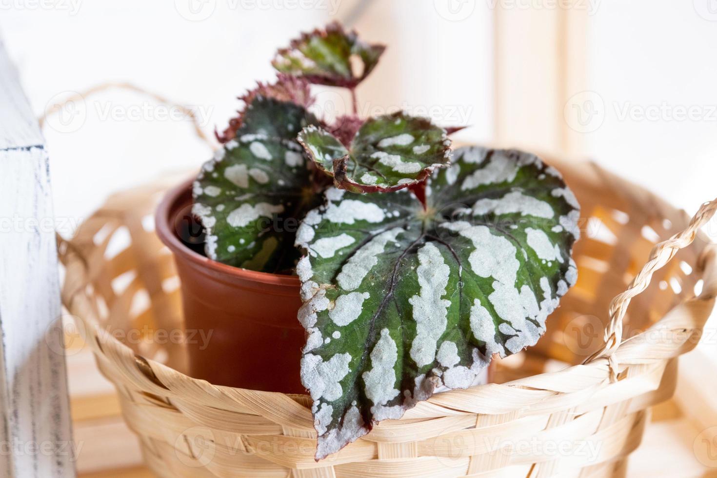 Home potted plant begonia decorative deciduous in the interior of the house. Hobbies in growing, caring for plants, greenhome, gardening at home. photo