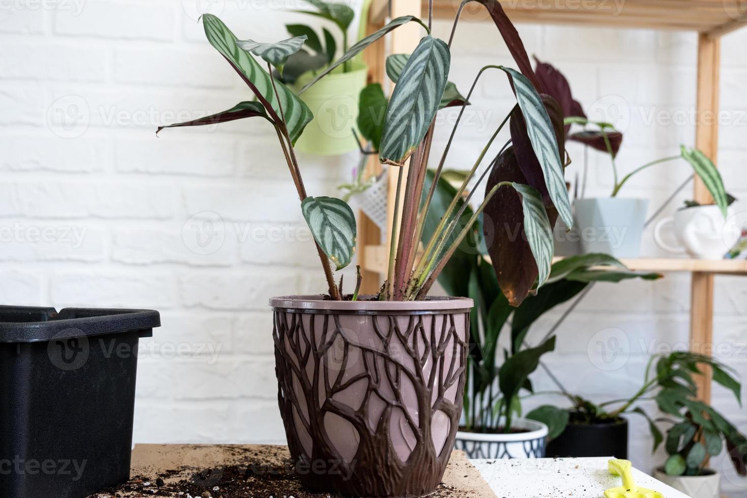 Transplanting a home plant Ctenanthe oppenheimiana into a new pot. A woman plants bush in a new soil. Caring and reproduction for a potted plant, hands close-up photo