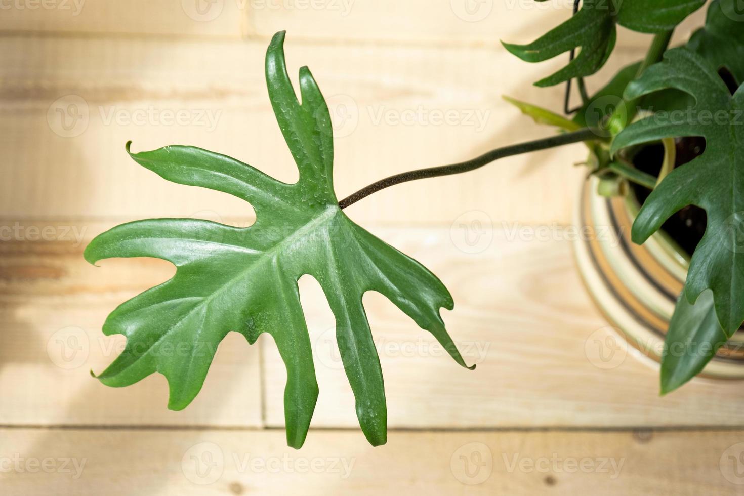 Philodendron Mayo in the interior of the house. Carved leaves of a houseplant in a pot. Care and cultivation of tropical plants, green house photo