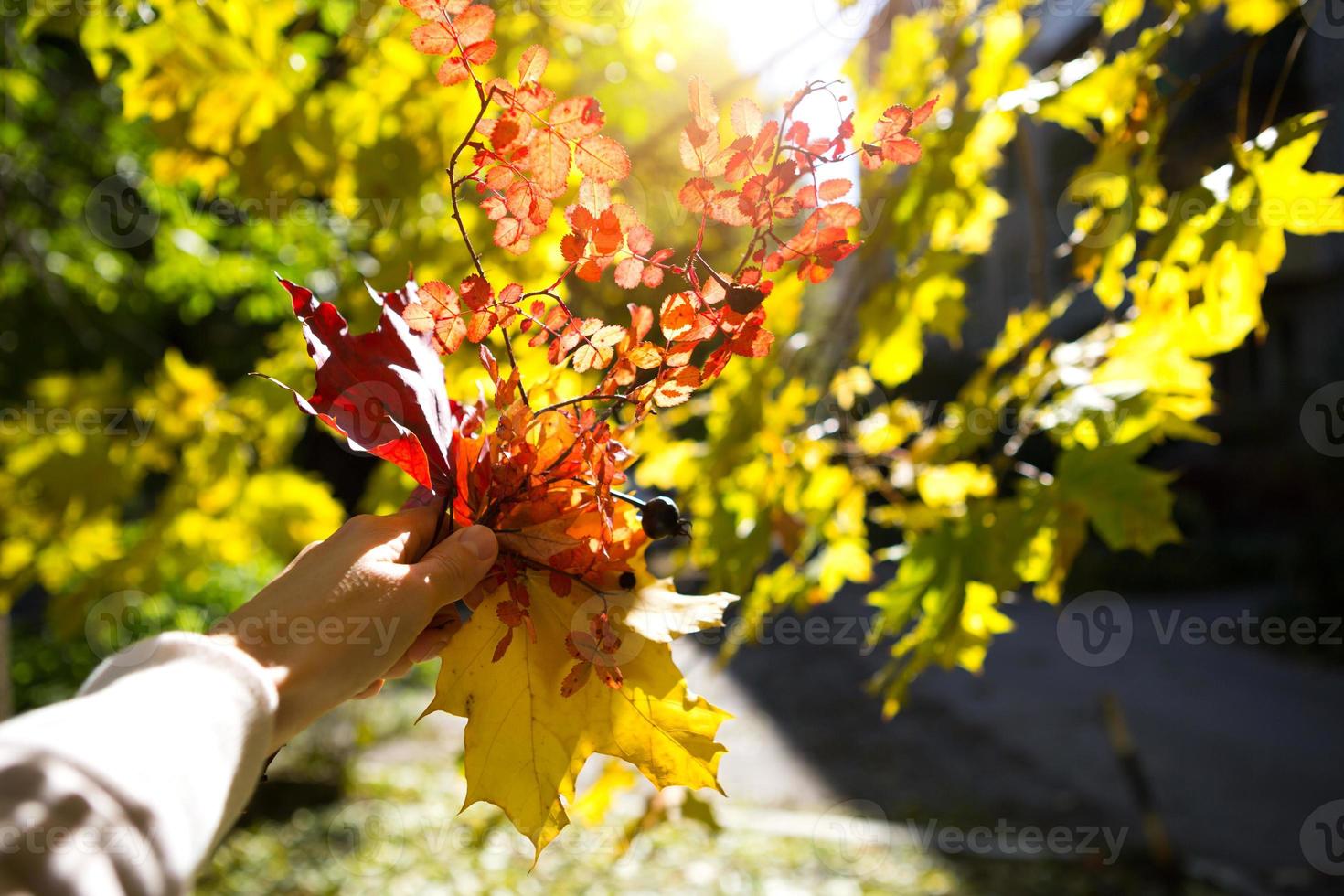 Autumn bouquet of yellow and red dried leaves in hand - autumn mood, bright colors photo