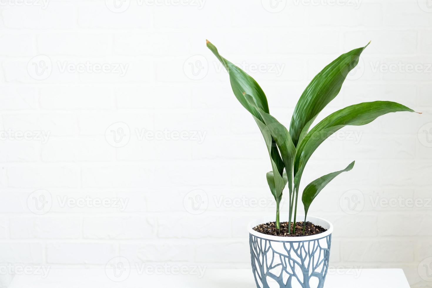 un nuevo brote de primer plano de aspidistra. una planta de interior con hojas rígidas y que crece fuera del suelo. foto