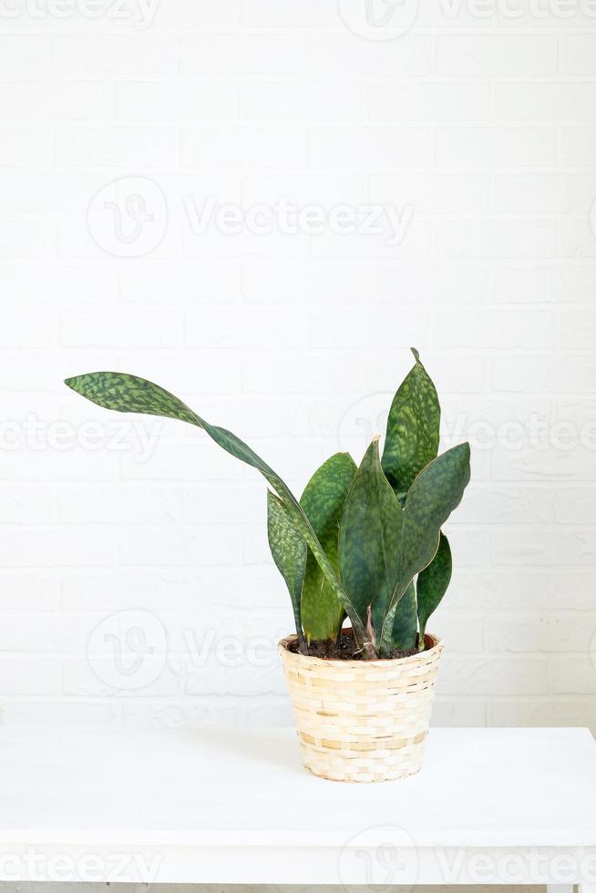 Indoor plant Sansevieria Masoniana after transplanting into a new soil and pot. Hobbies, growing and caring for home plants, The interior of the green house photo