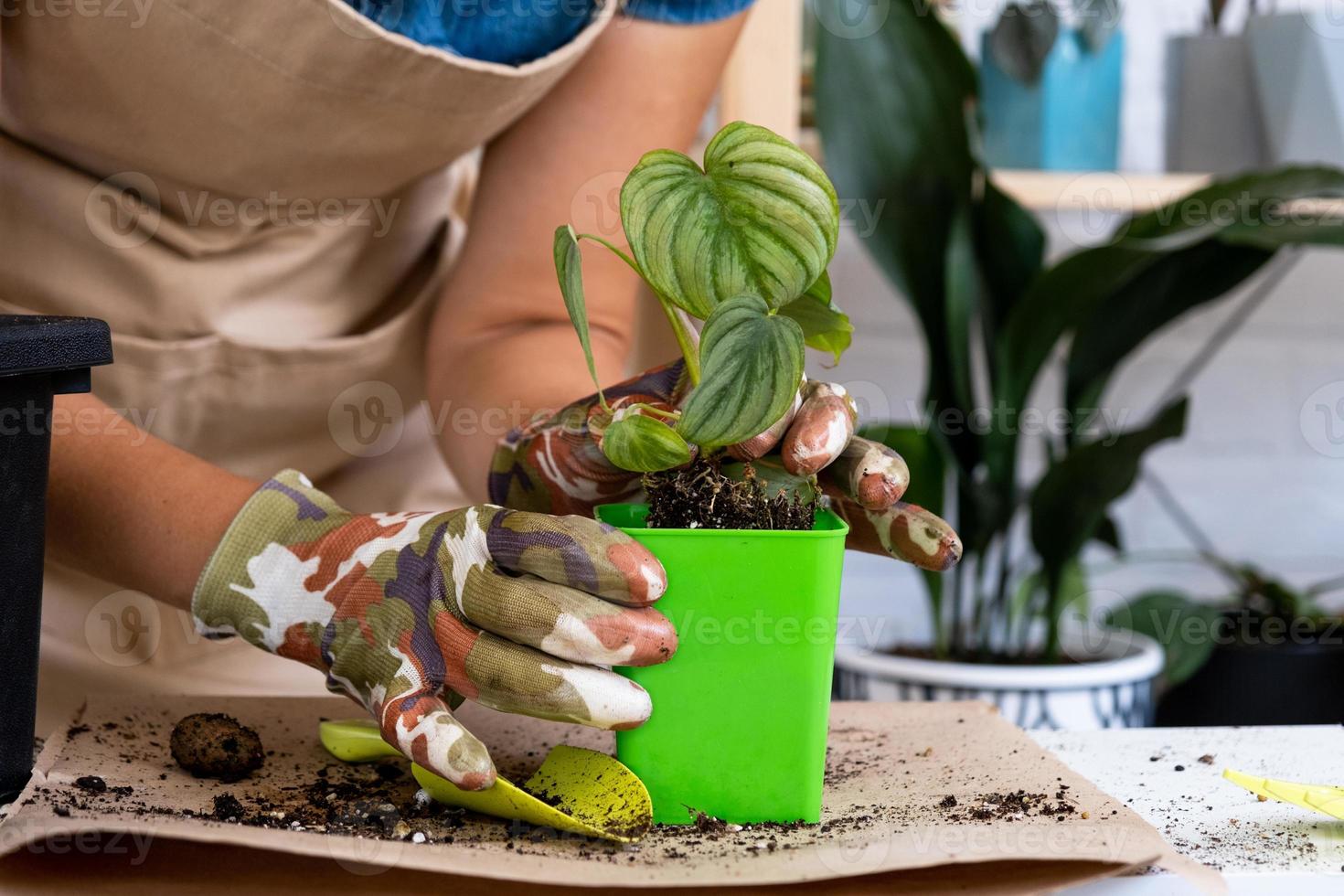 Transplanting a home plant rare Philodendron Mamei into a new pot. A woman plants a stalk with roots in a new soil. Caring and reproduction for a potted plant, hands close-up photo