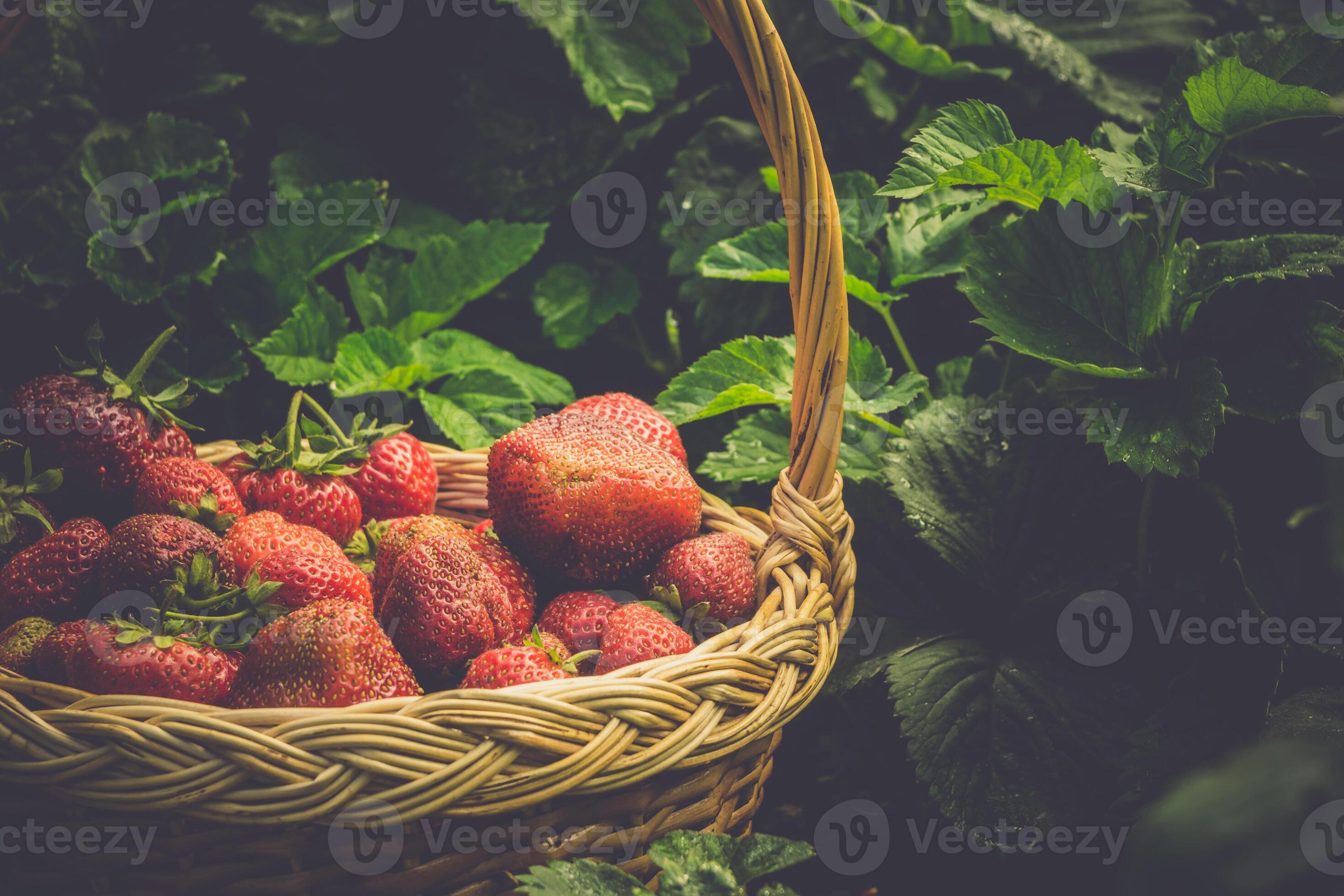 Strawberry in Basket on Grass Retro 12814138 Stock Photo at Vecteezy