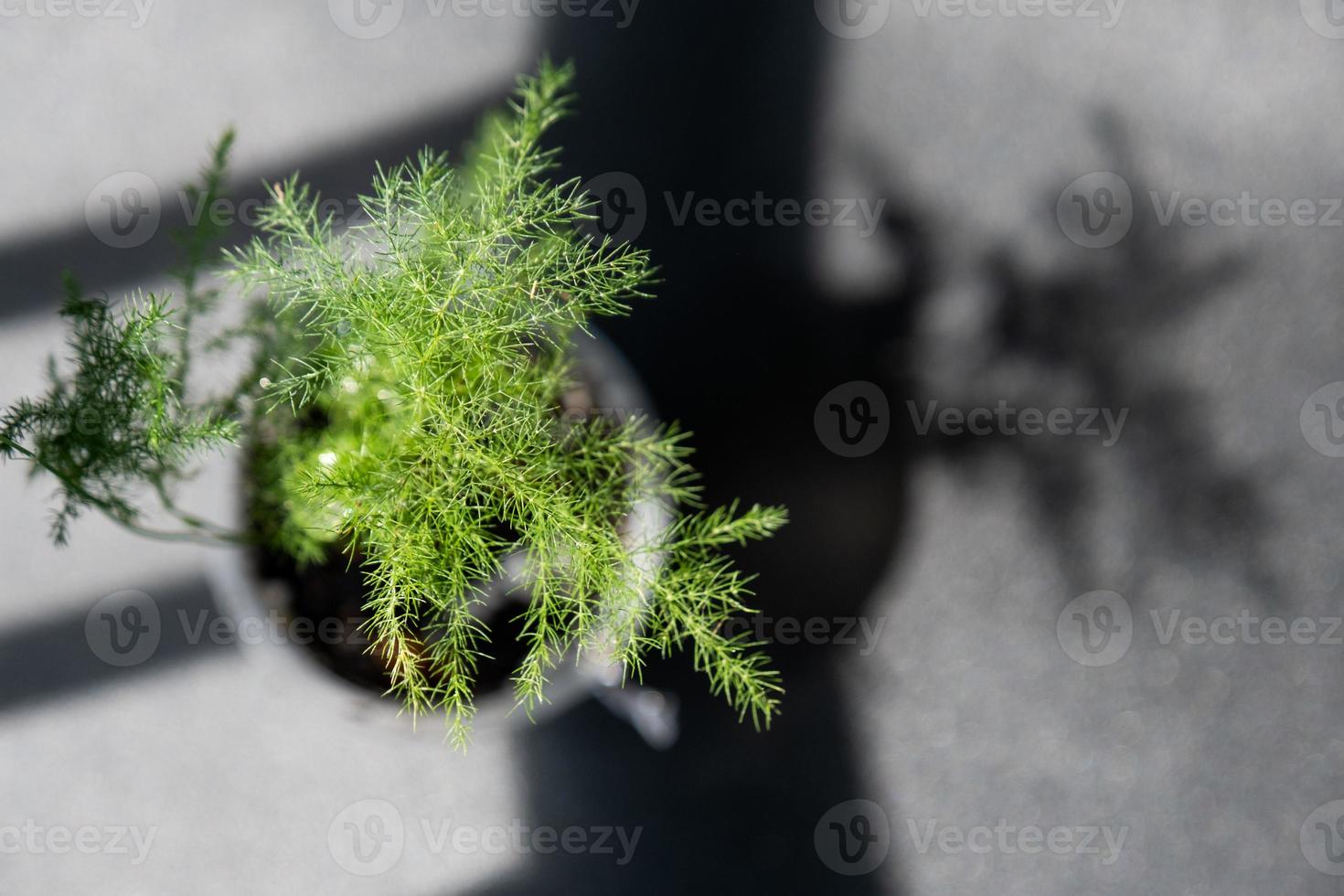 Asparagus plumosus close-up in the interior. Houseplant Growing and caring for indoor plant photo