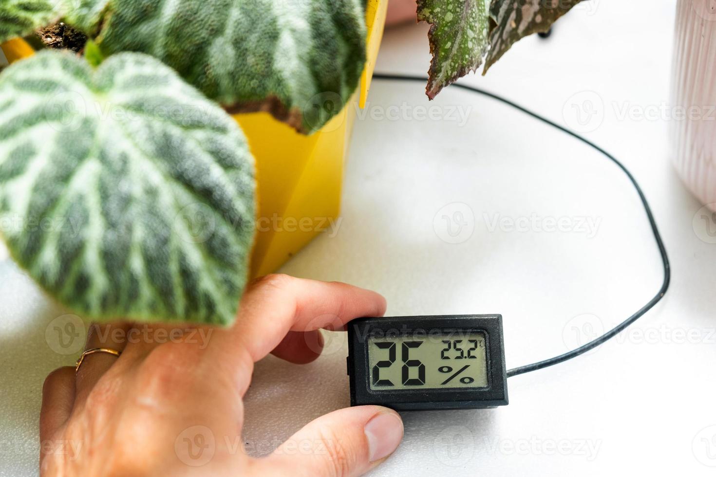 Humidity and temperature sensor for proper care of plants at home. Begonia decorative deciduous in the interior of the house. Hobbies in growing, caring for plants, greenhome, gardening at home. photo