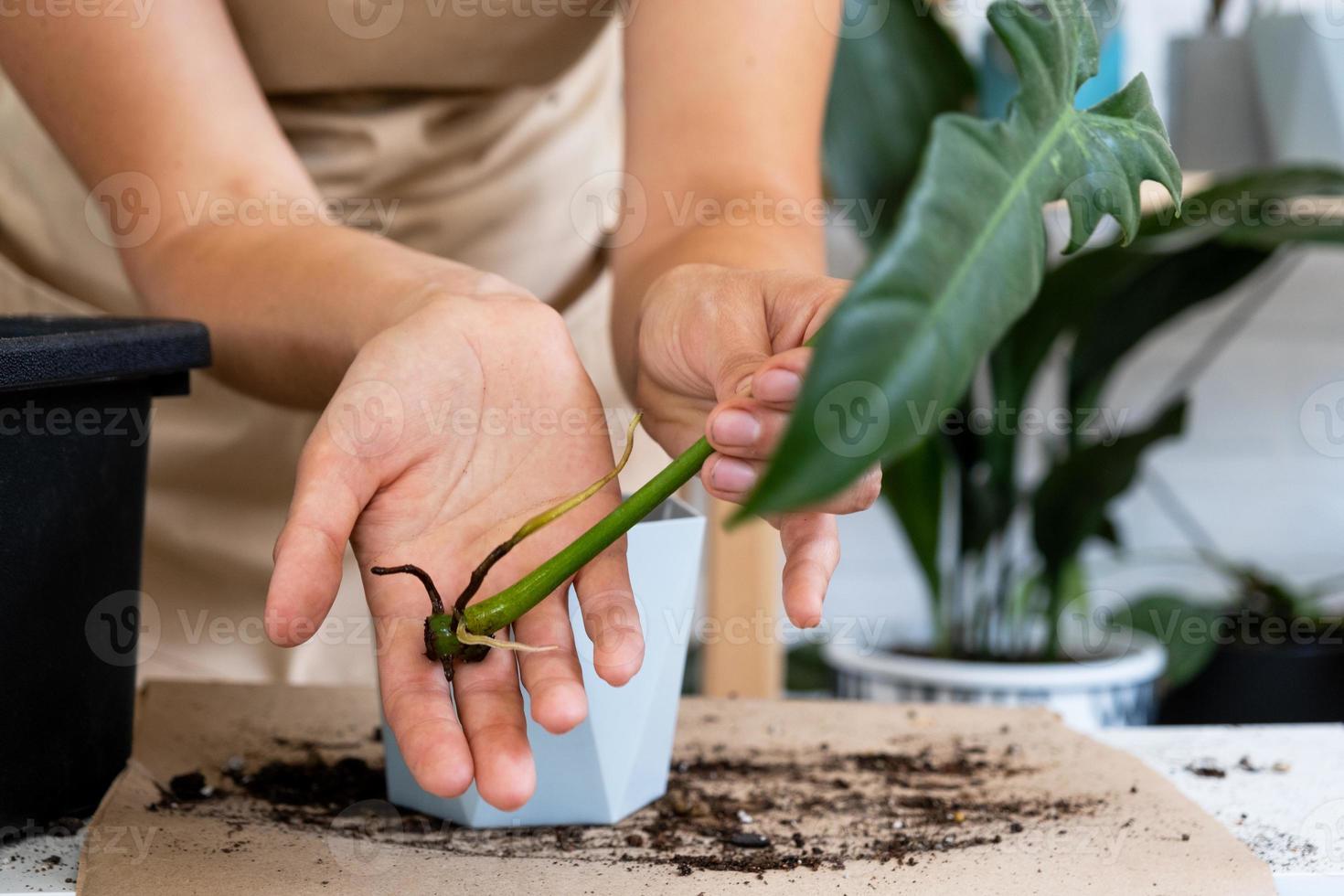 el tallo de una planta doméstica con raíces para la reproducción y plantación con una maceta con tierra. pasatiempos y cuidado de plantas en macetas, negocios de cría, esquejes foto