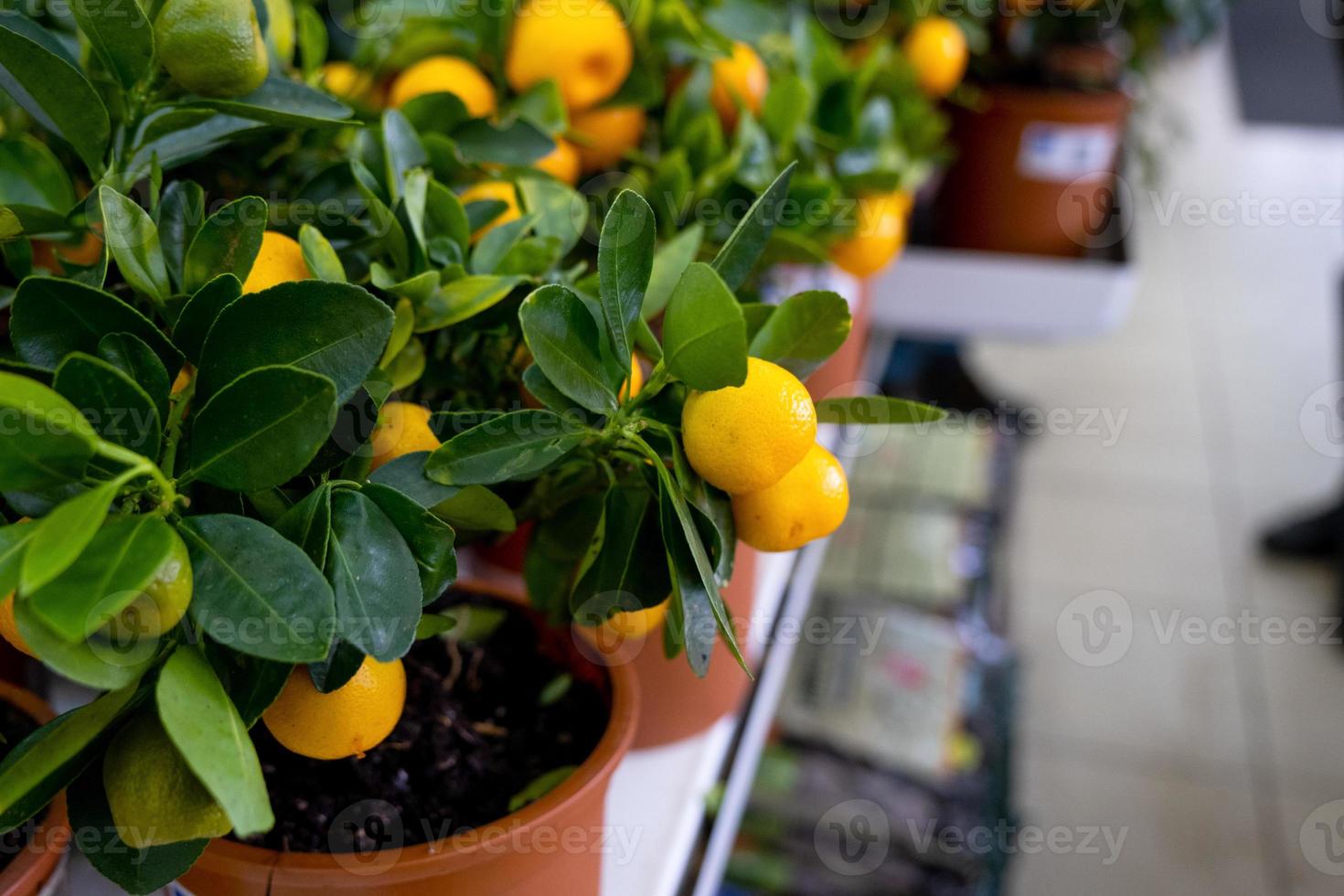 Tangerine tree in a flower pot with fruits on the shelf of a flower shop. Indoor plant tangerine, buy as a gift, growing at home photo