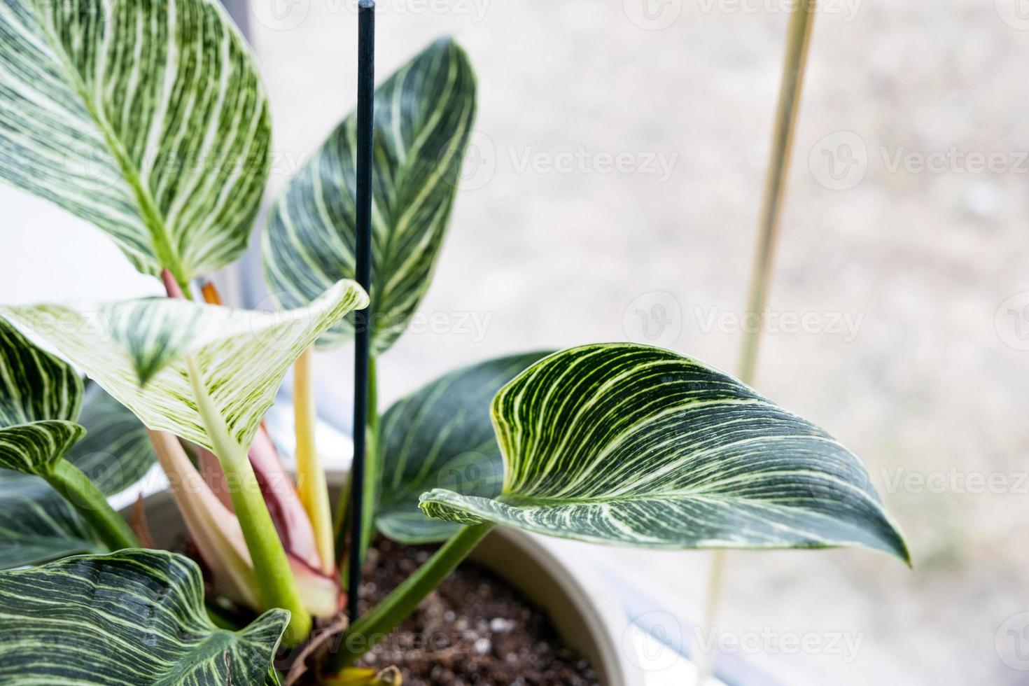 birkin de filodendro de planta de interior en el alféizar de la ventana junto a la ventana. cultivo y cuidado de plantas de interior foto