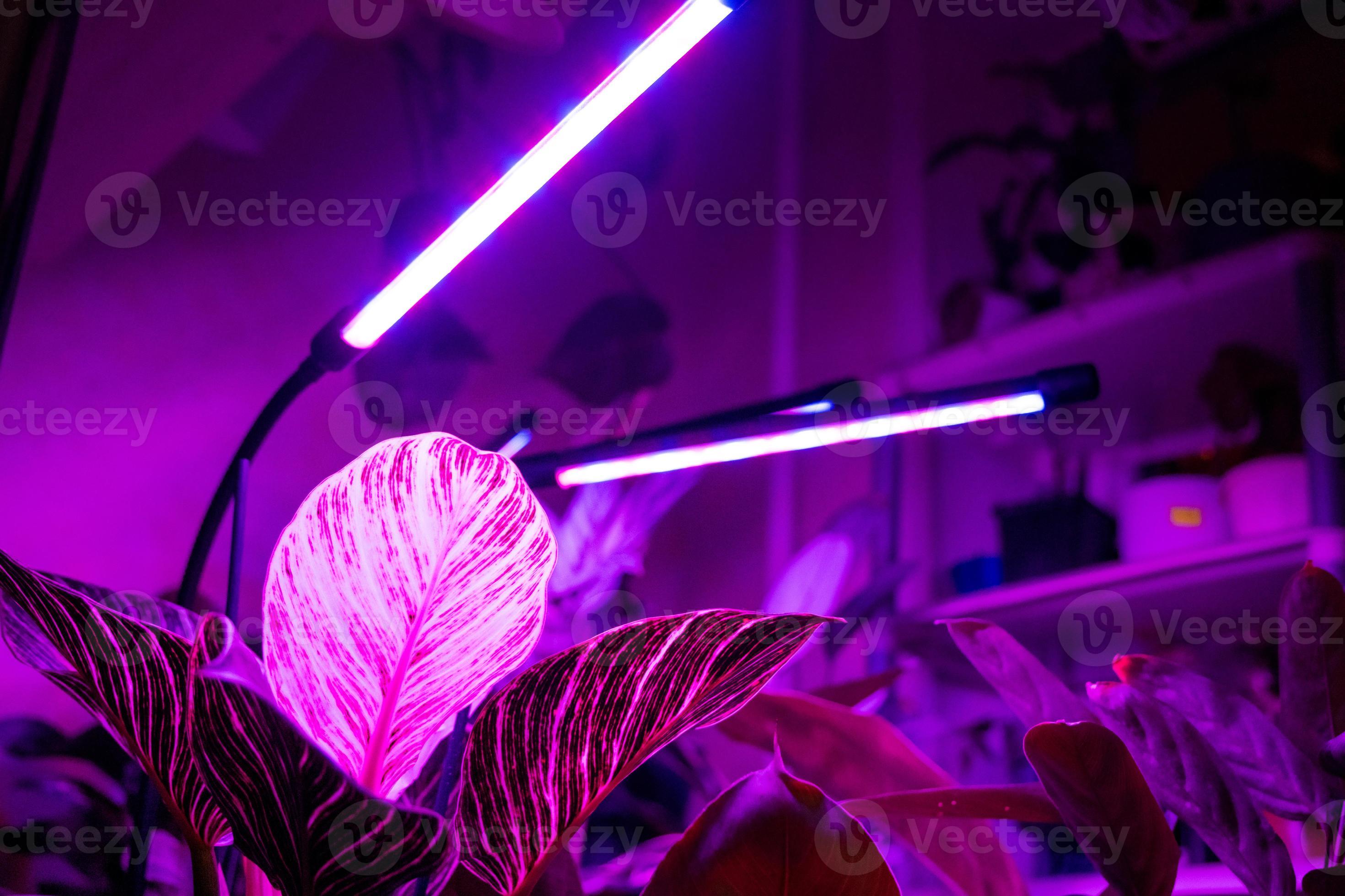 Growing indoor plants with artificial lighting with an ultraviolet lamp