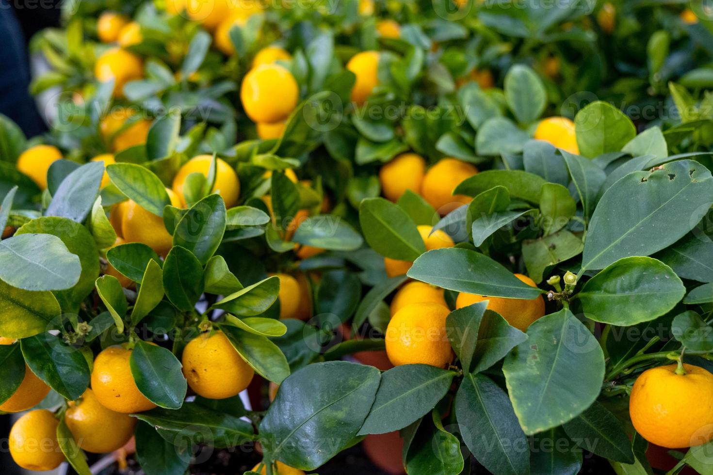 Tangerine tree in a flower pot with fruits on the shelf of a flower shop. Indoor plant tangerine, buy as a gift, growing at home photo