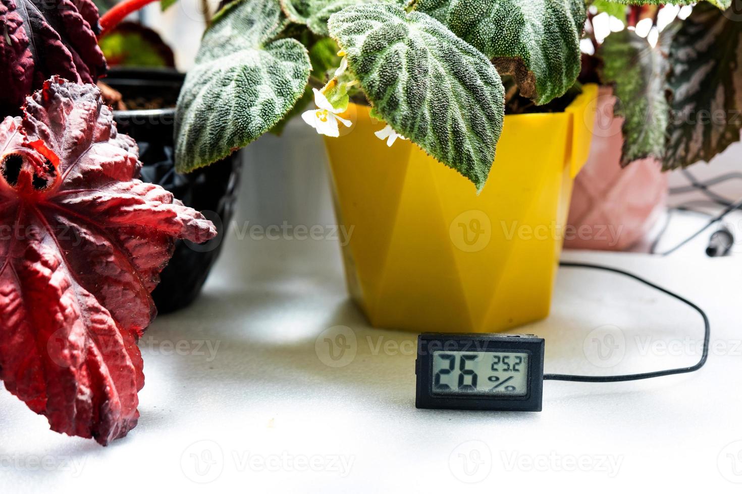 Humidity and temperature sensor for proper care of plants at home. Begonia decorative deciduous in the interior of the house. Hobbies in growing, caring for plants, greenhome, gardening at home. photo