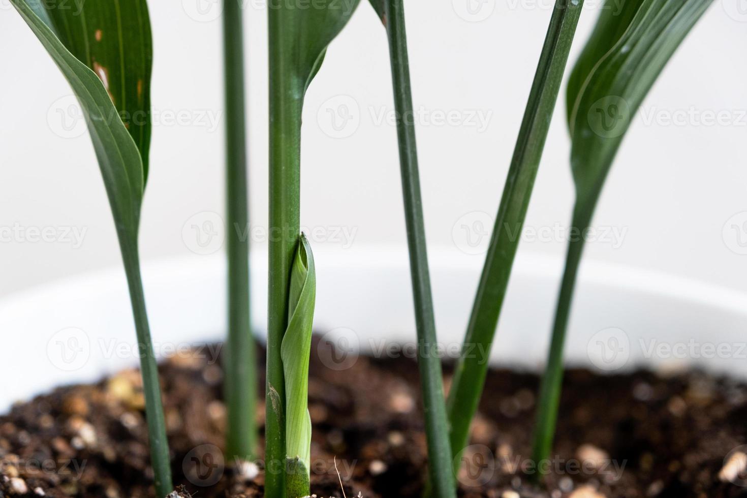 A new sprout of aspidistra close-up. A houseplant with stiff leaves and growing out of the ground. photo