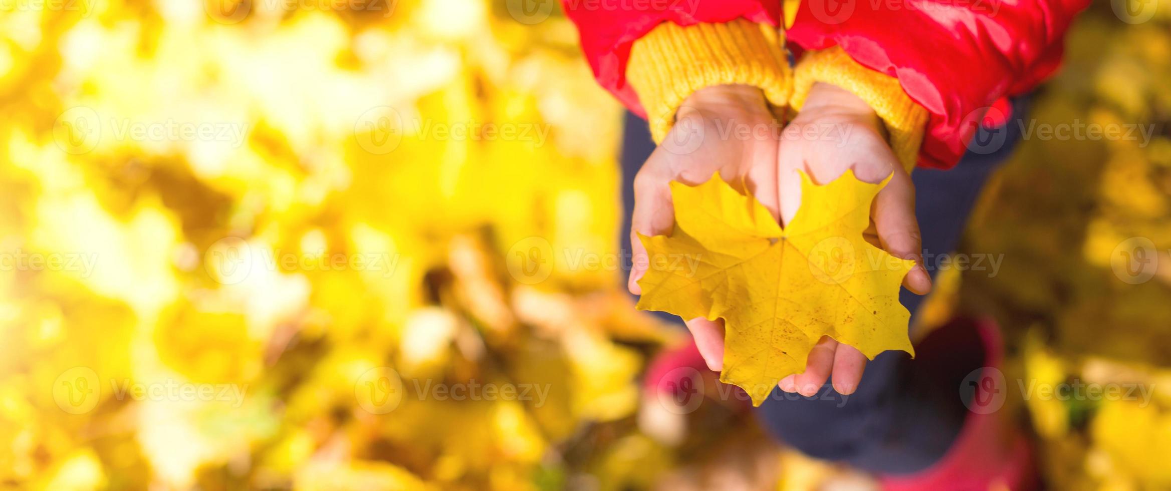 Dry yellow maple leaf in children's palms - autumn mood, change of season photo