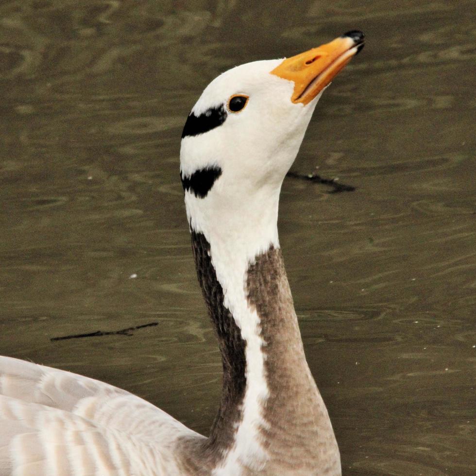 A view of a Bar Headed Goose photo