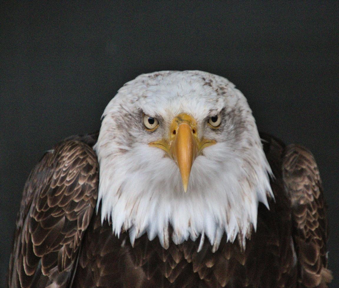 A view of a Bald Eagle photo