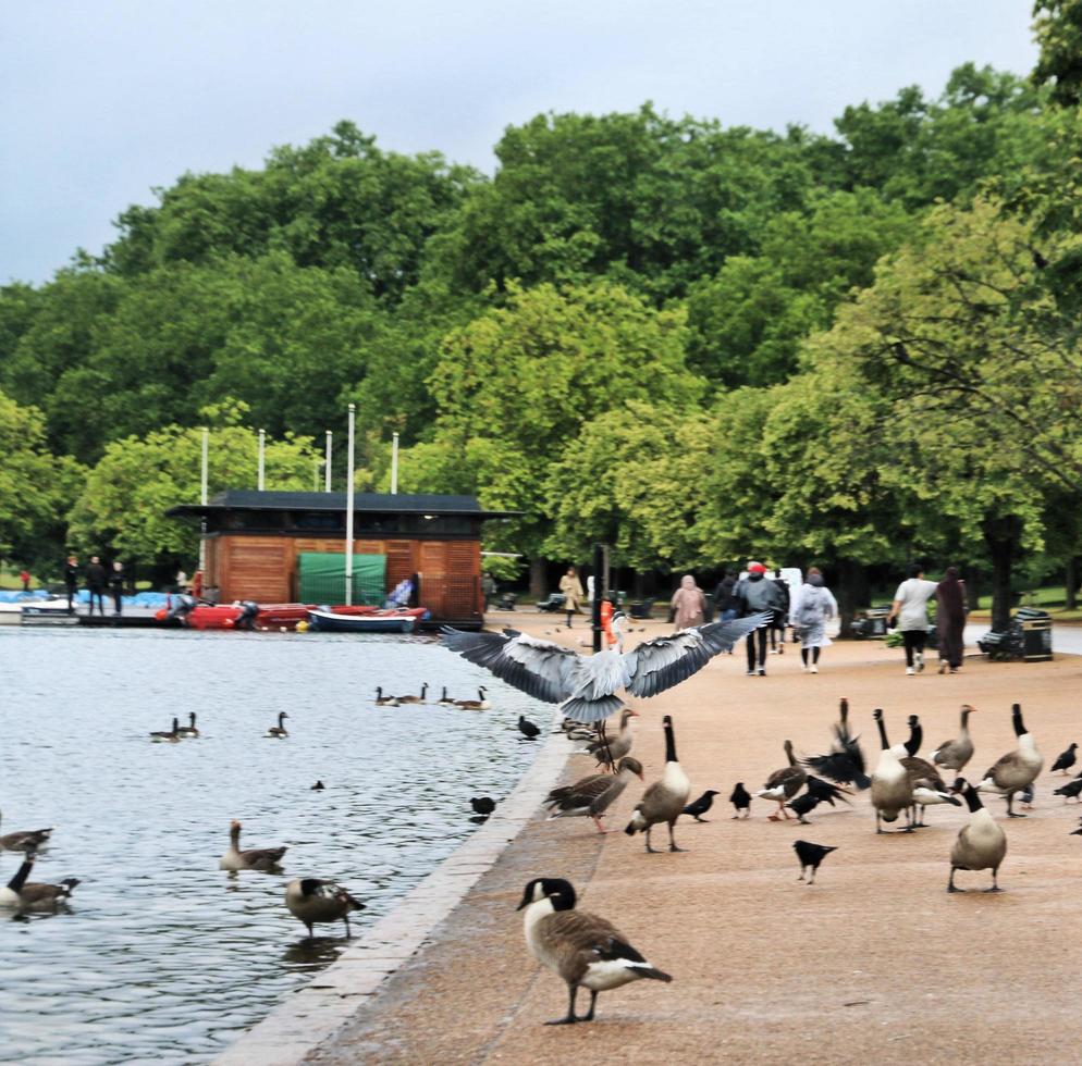 un primer plano de una garza gris foto