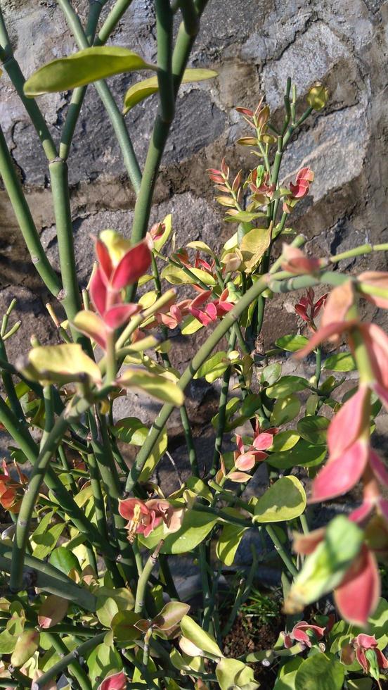 small city center garden photo background