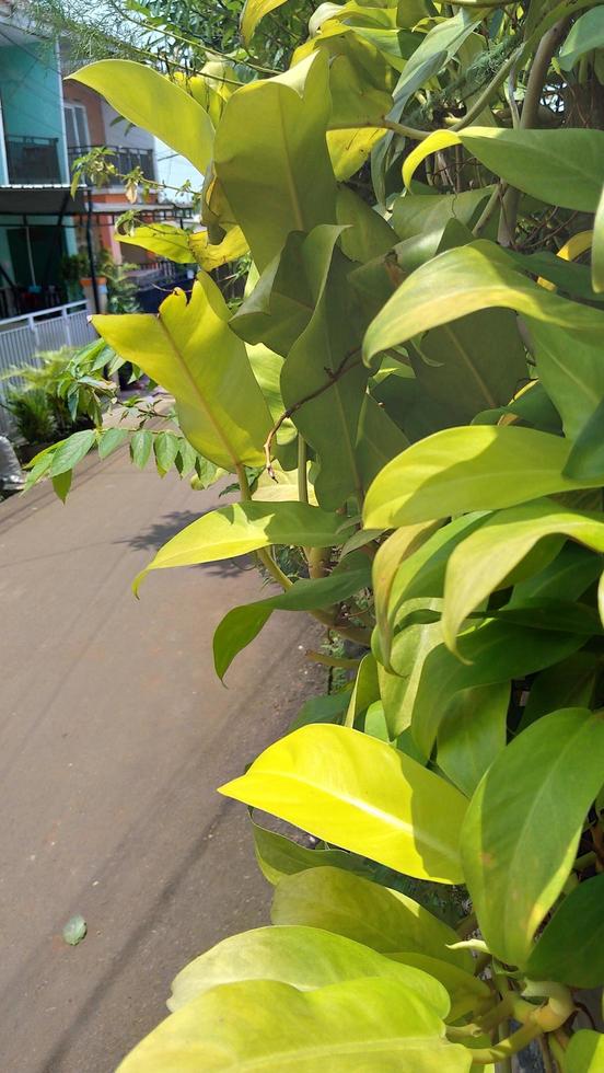 wild plants on the outskirts of Depok photo