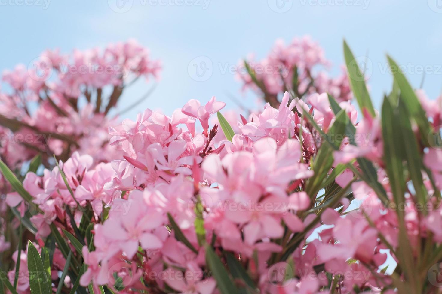 composición de flores de primavera o verano, naturaleza muerta, pancarta, concepto mínimo de vacaciones foto