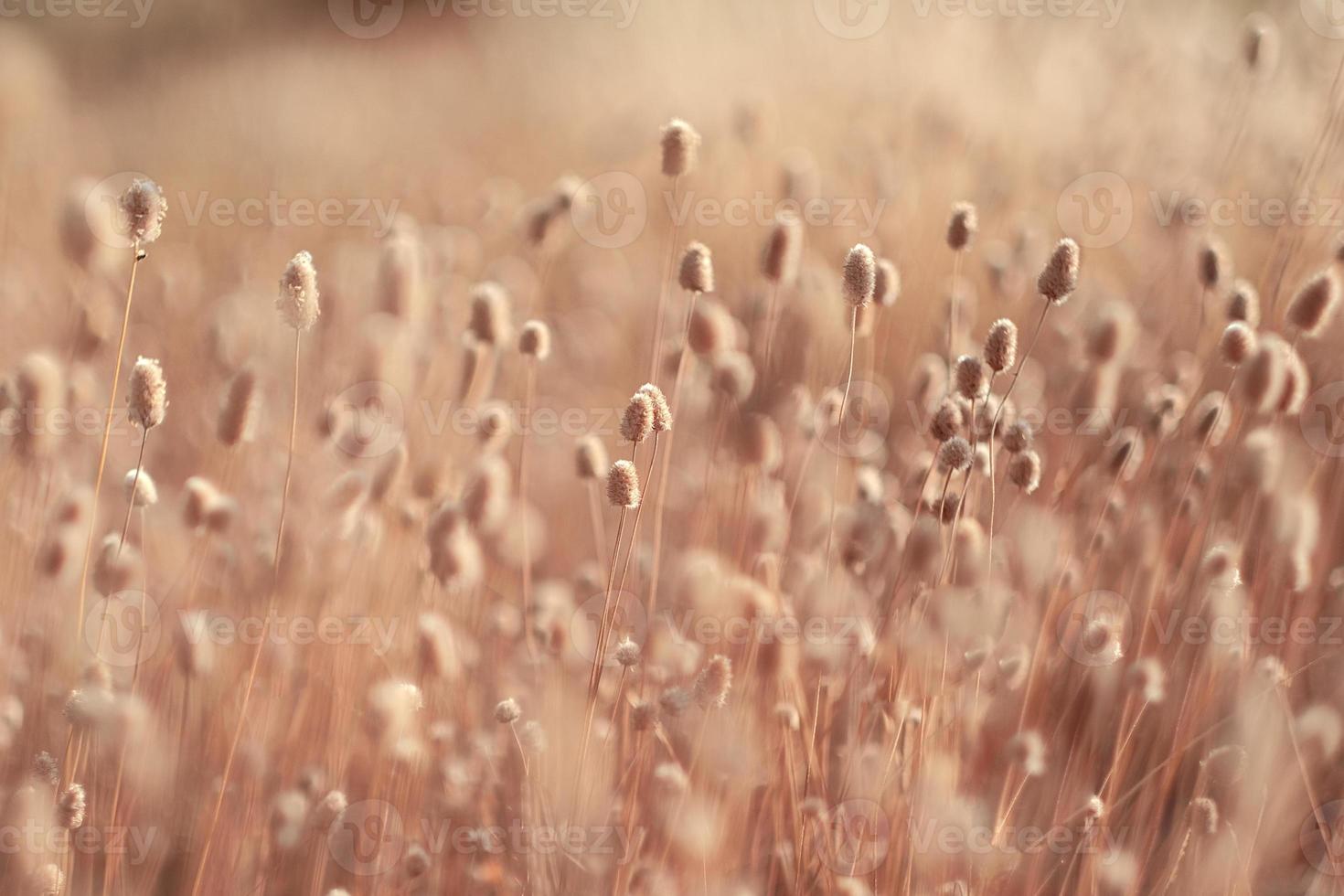 Beautiful abstract closeup of golden dried meadow pom pom grass. Abstract natural background. Natural Beige Background. Minimal, stylish, trend concept photo