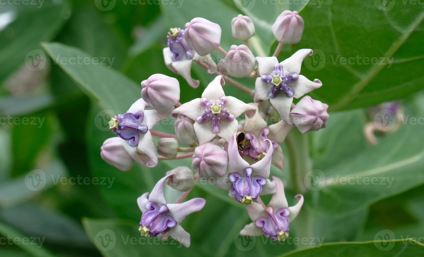 Blooming Crown Flower, Giant Milkweed, Calotropis gigantea, Giant Calotrope Flower photo