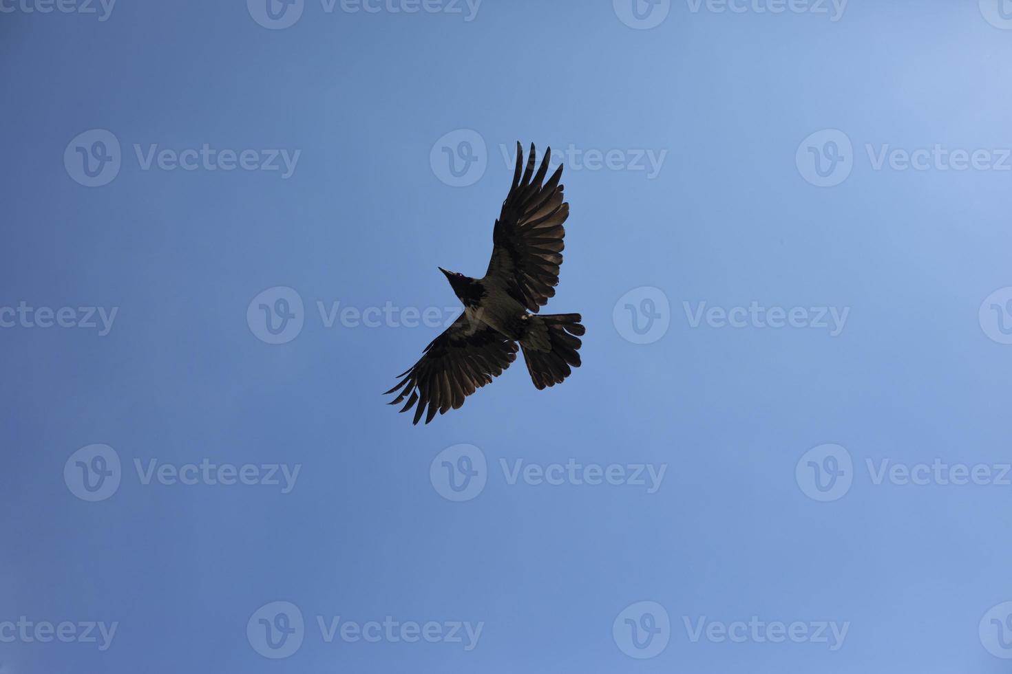 Wings of raven. Flight of black bird. Black raven against sky. photo