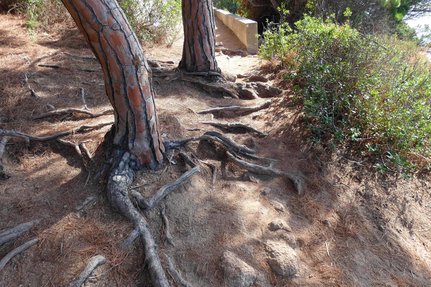 pine roots coming out of the soil looking for water and nutrients photo