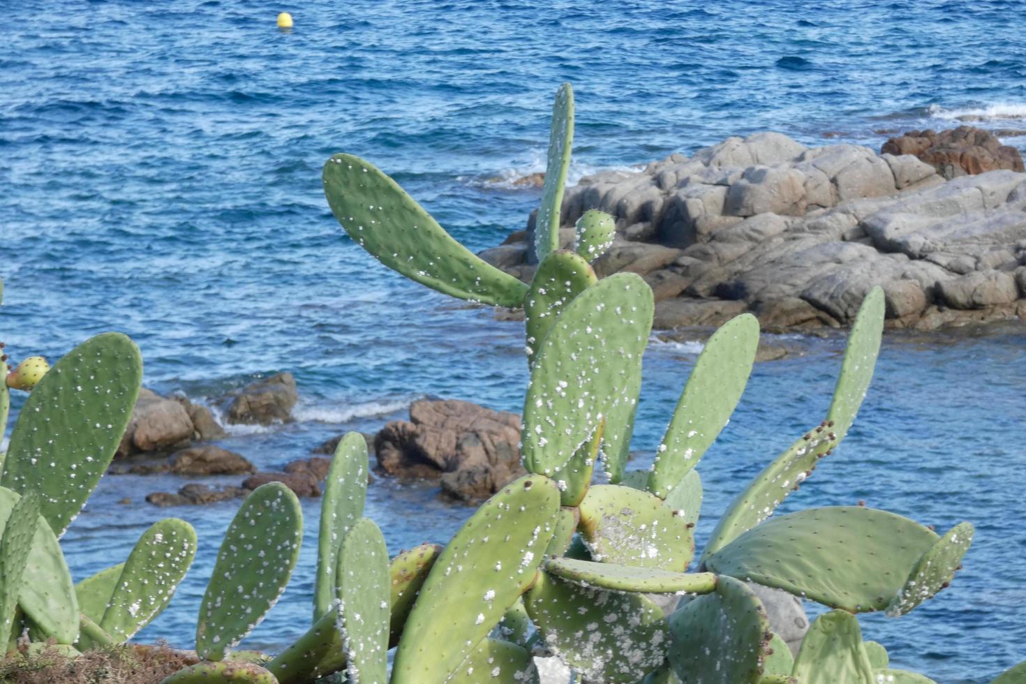 Prickly pear with prickly pears, a plant from southern Europe and North Africa. photo