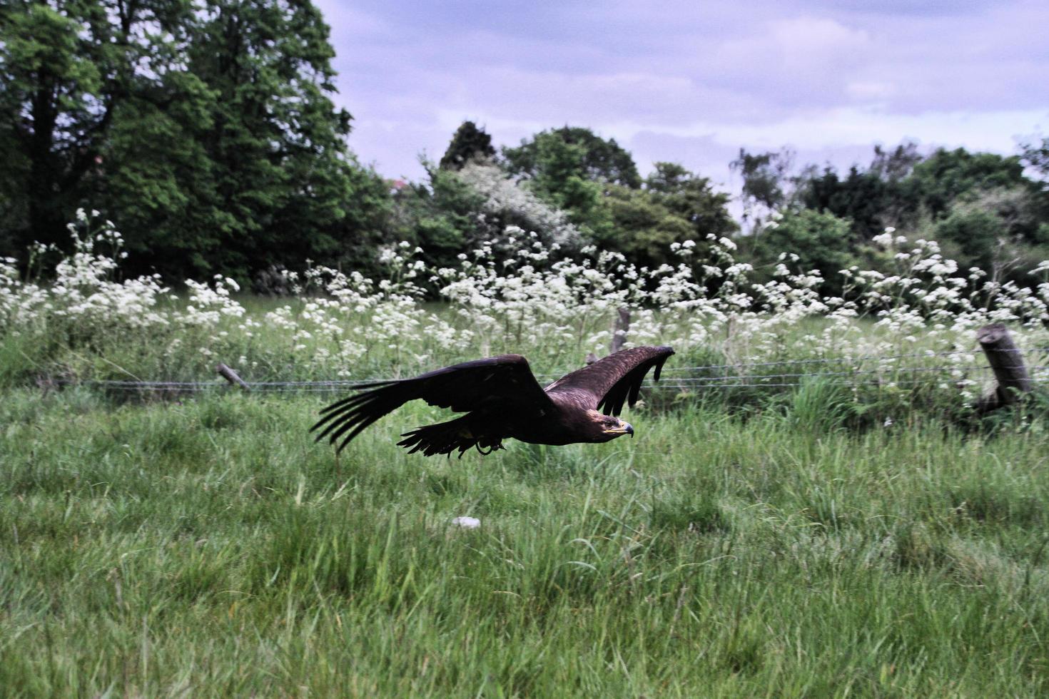 A view of a Steppe Eagle in flight photo