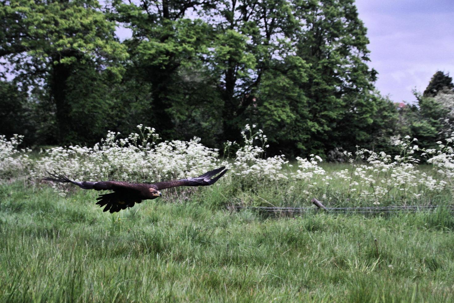 A view of a Steppe Eagle in flight photo