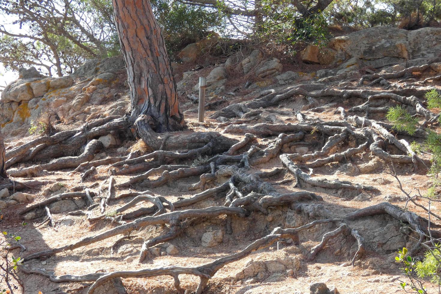Pines, rocks and cliffs on the catalan costa brava in the mediterranean sea photo