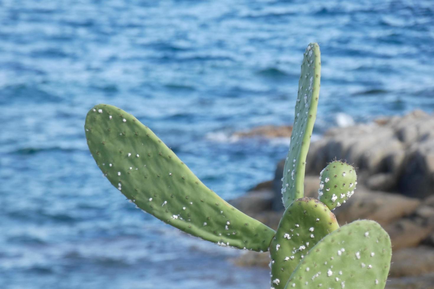 Prickly pear with prickly pears, a plant from southern Europe and North Africa. photo