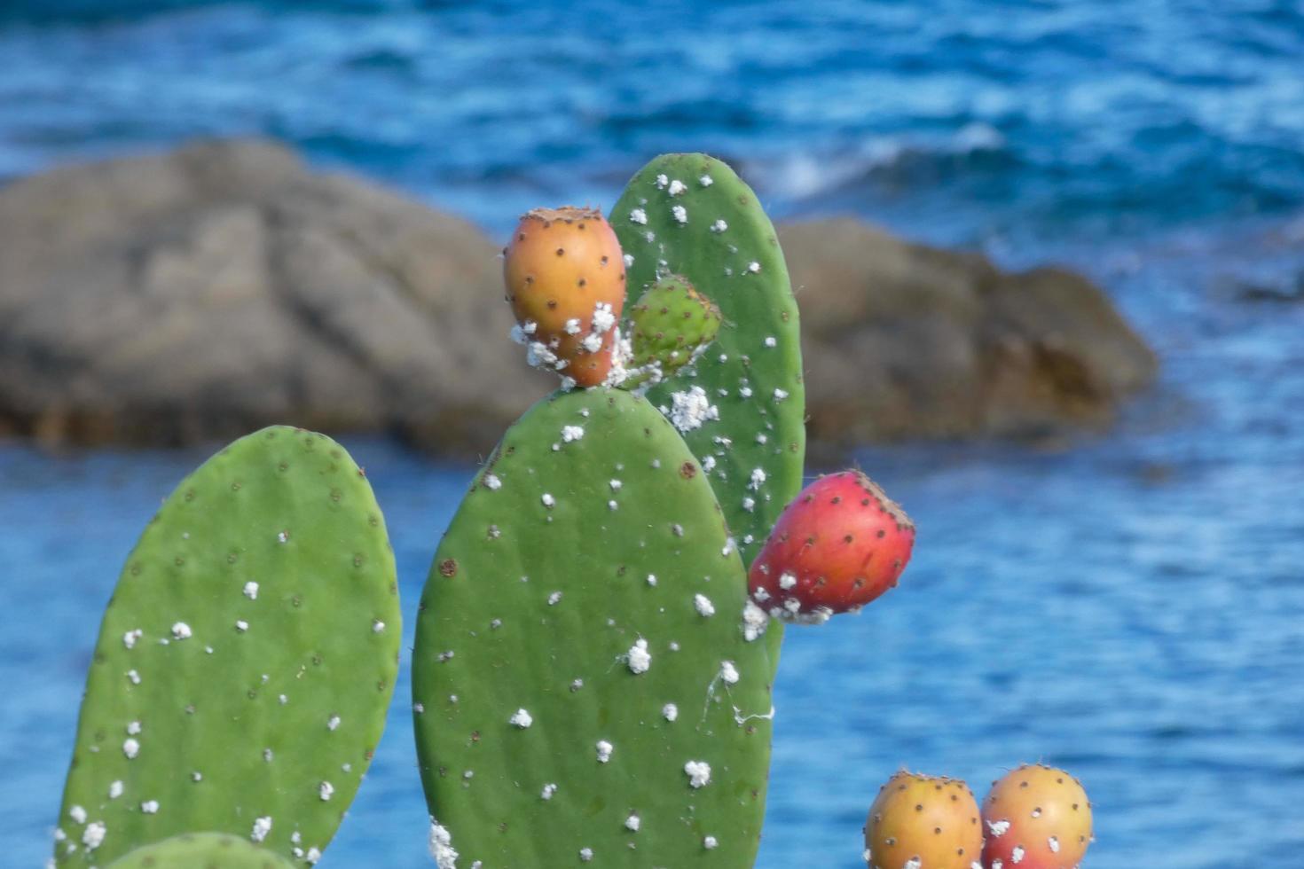 Prickly pear with prickly pears, a plant from southern Europe and North Africa. photo