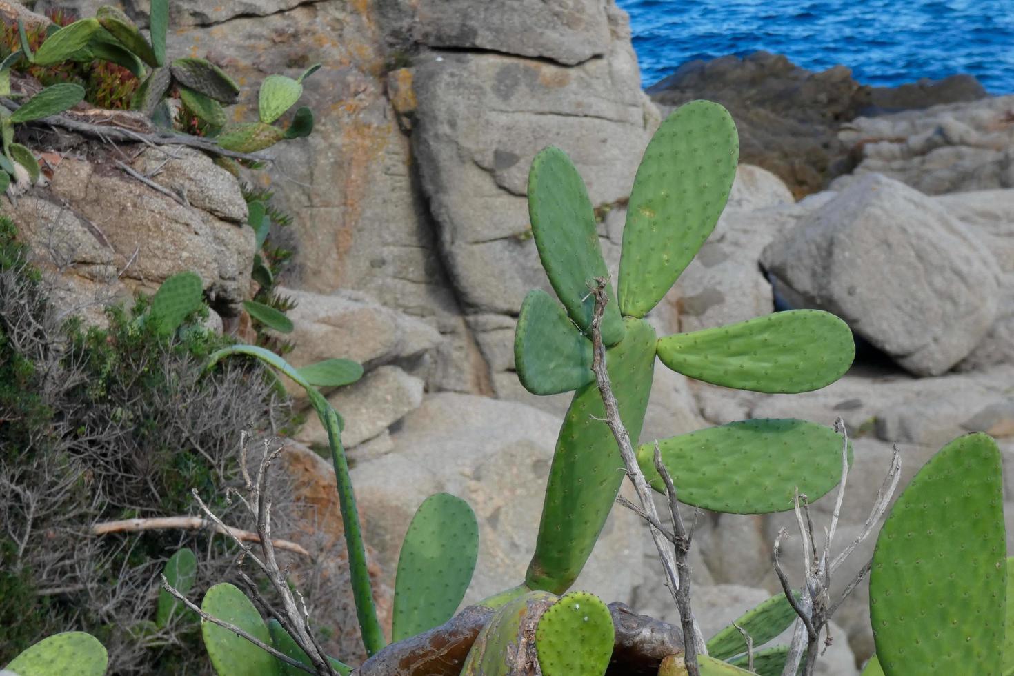 Prickly pear with prickly pears, a plant from southern Europe and North Africa. photo