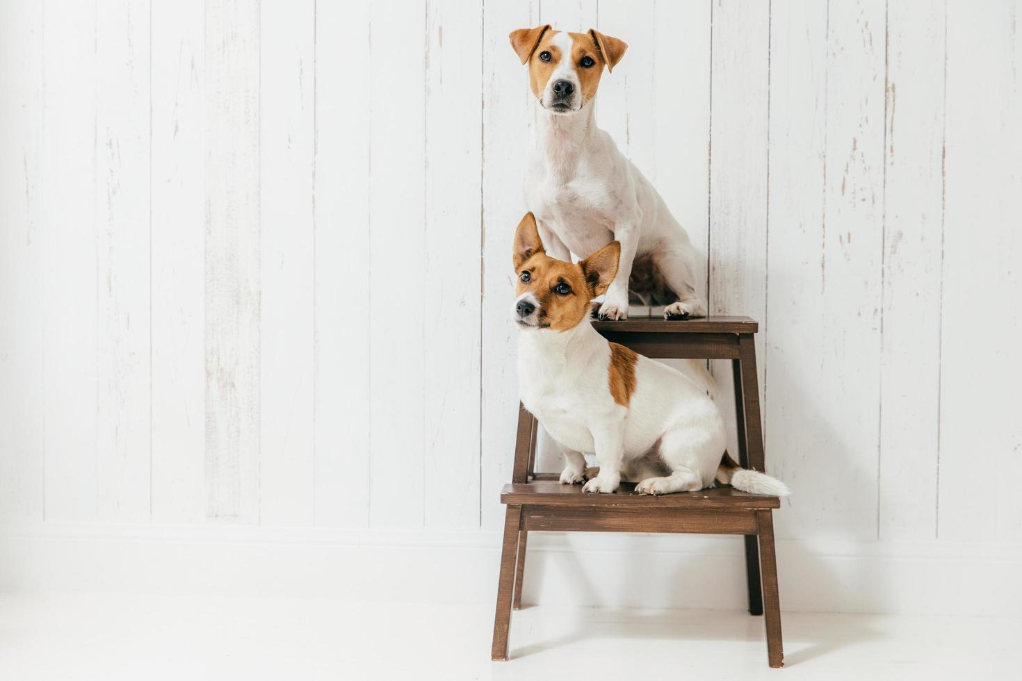 Two friendly pedigree dogs, sit on chair, isolated over white background. Jack russell terrier being trained. Domestic animals. Breed concept photo