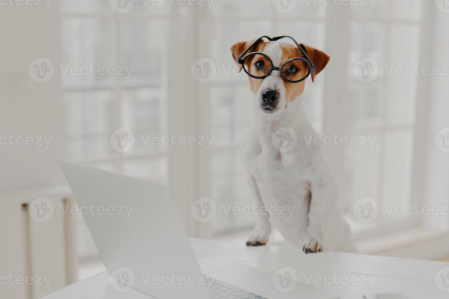 Indoor shot of pedigree jack russell terrier wears optical glasses, keeps paws on white office desk, works on laptop computer, looks directly at camera. Animals and modern technologies concept photo