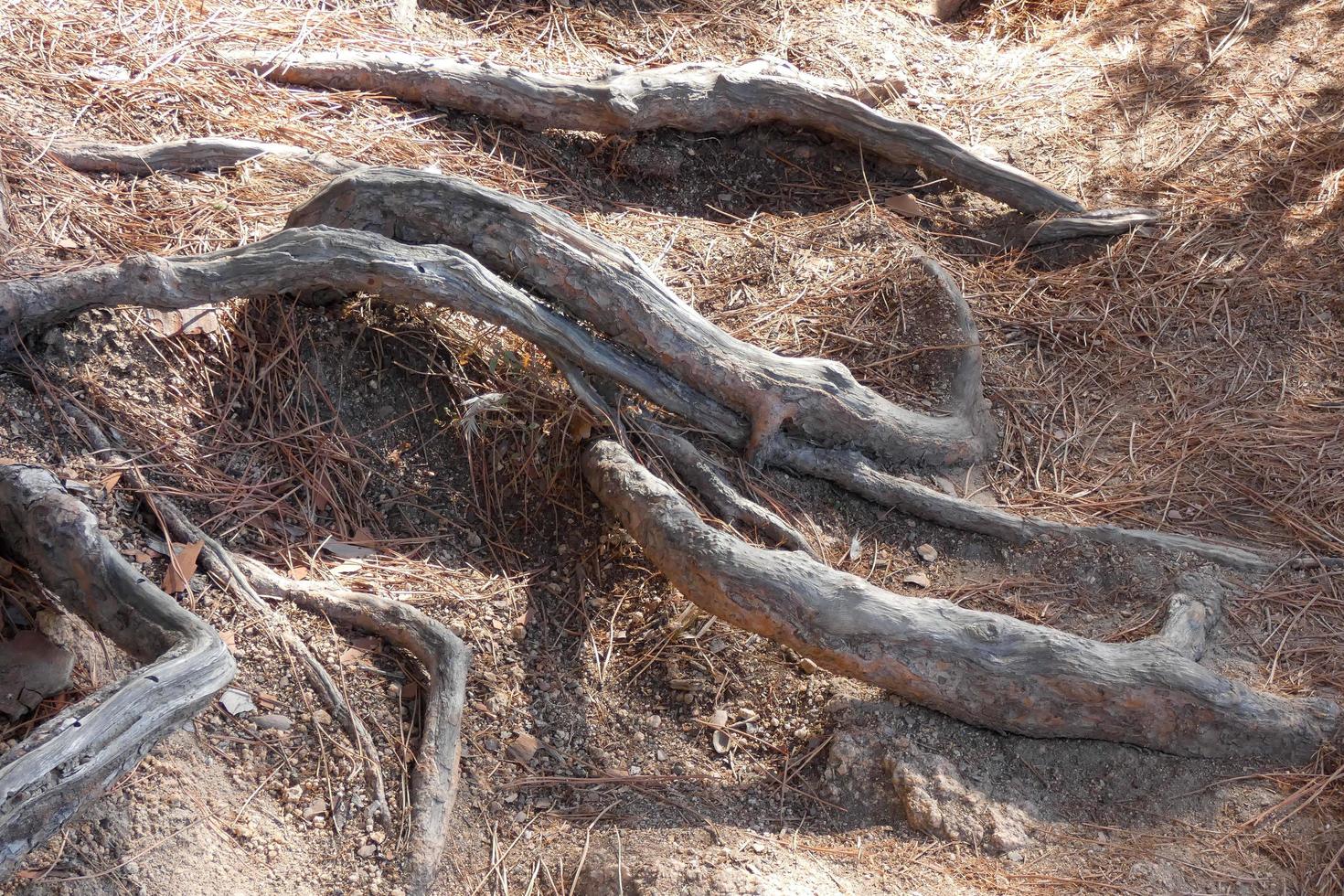 raíces de pino que salen del suelo en busca de agua y nutrientes foto