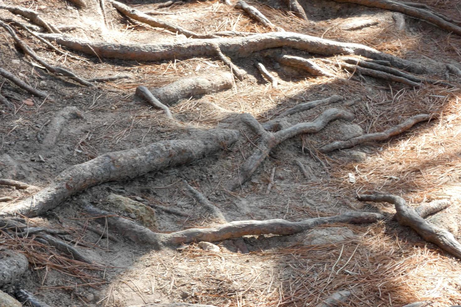 raíces de pino que salen del suelo en busca de agua y nutrientes foto