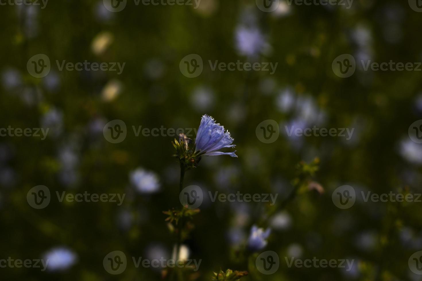 flores silvestres de color púrpura. detalles de la naturaleza en verano. flor con pétalos de color púrpura. foto