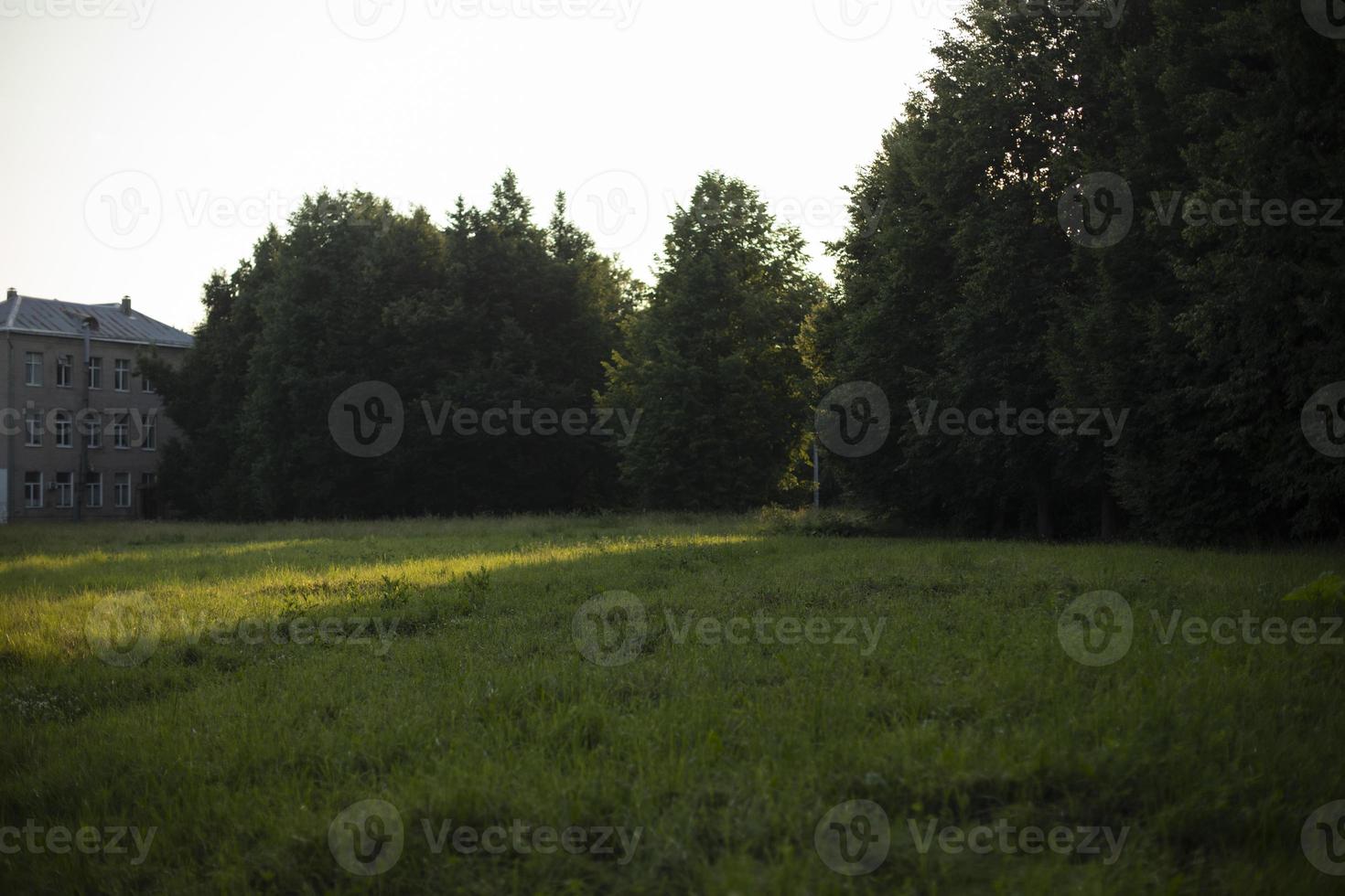 Park in city. Green clearing with trees. Park in summer. Landscape details. photo