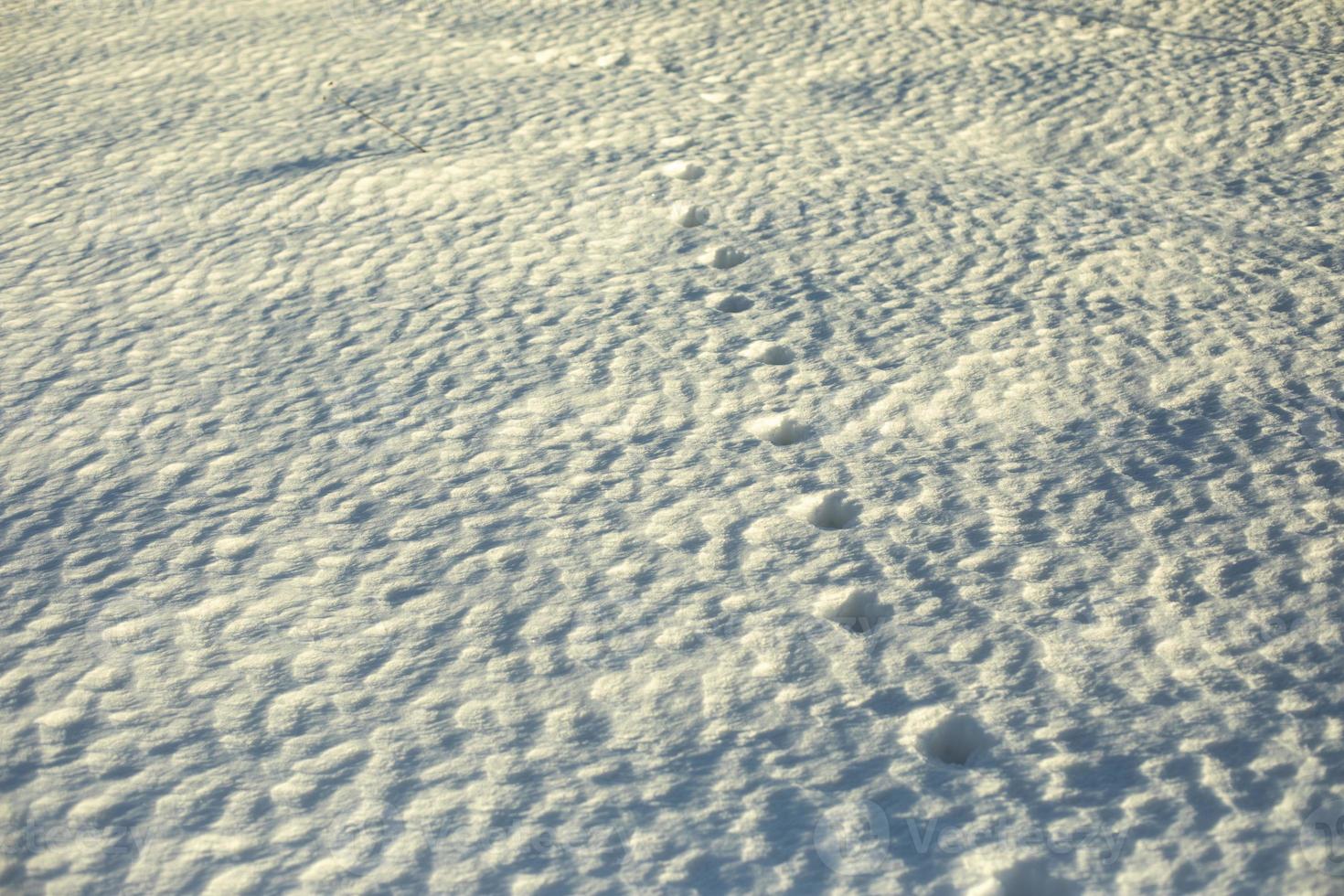 Texture of snow. Snow-covered field. photo