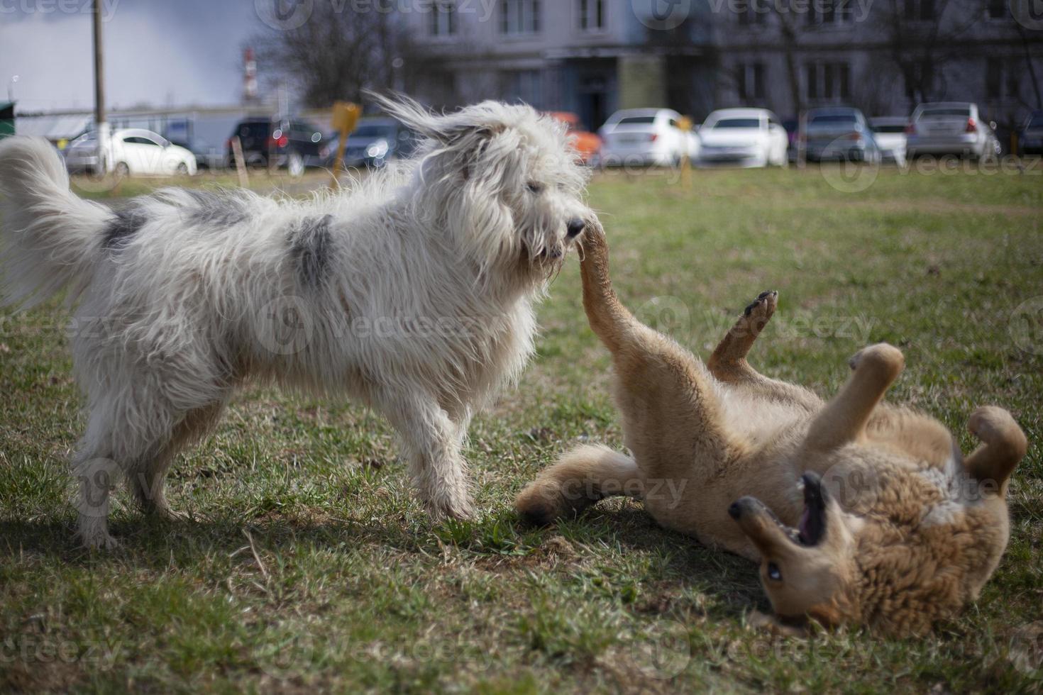 los perros juegan mascotas en la calle. Pelea de perros grandes. pasear mascotas en verano. foto