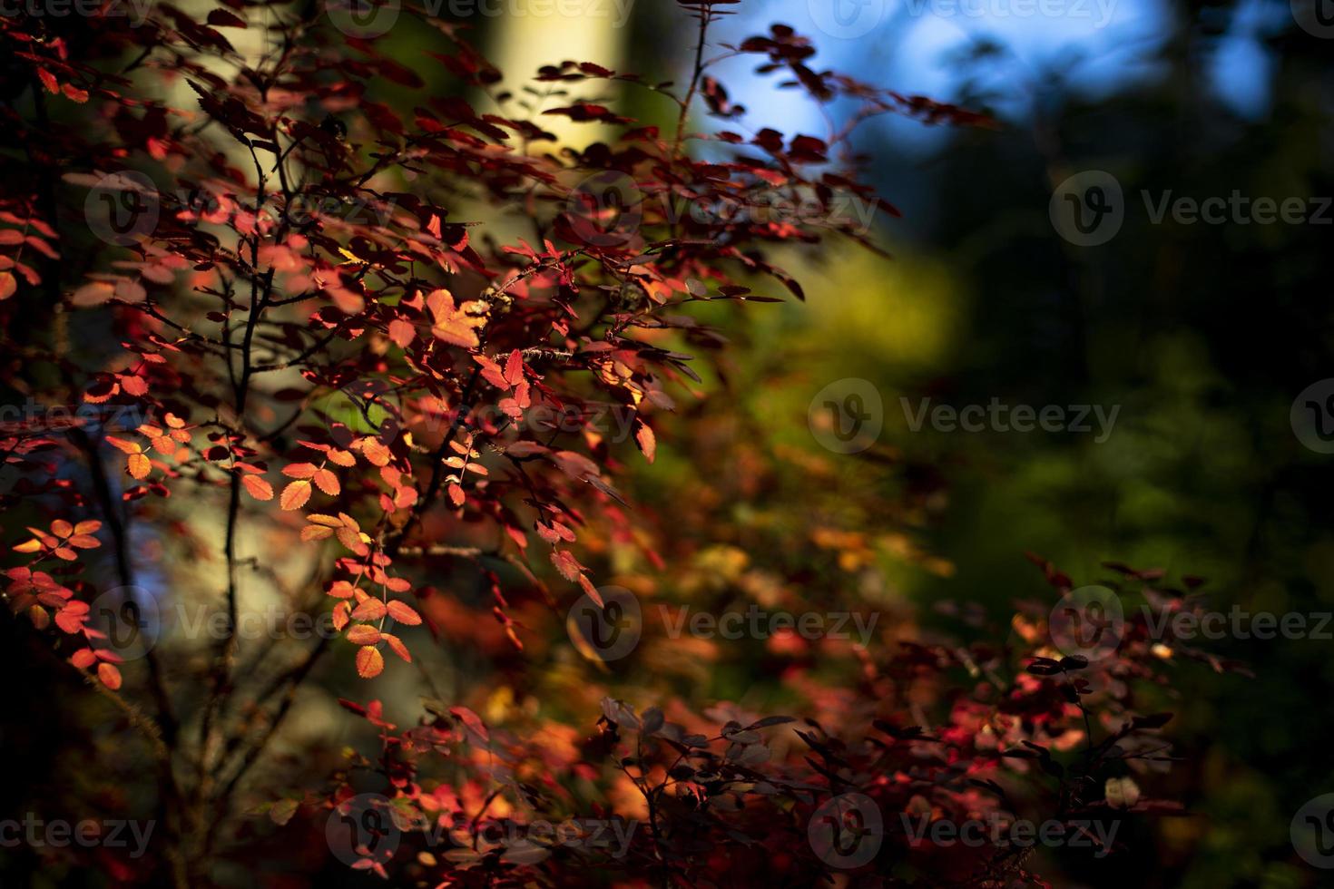 Autumn leaves. Colors of autumn in nature. Shades of red on bushes. October has come. photo