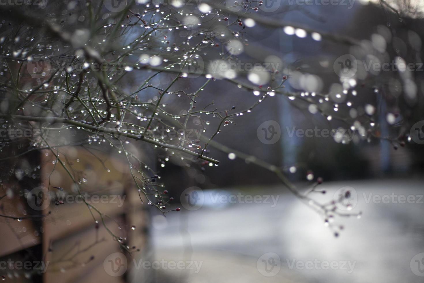 Drops of water on the branches of a plant. Early spring. Blurred background. Weather after the rain. photo