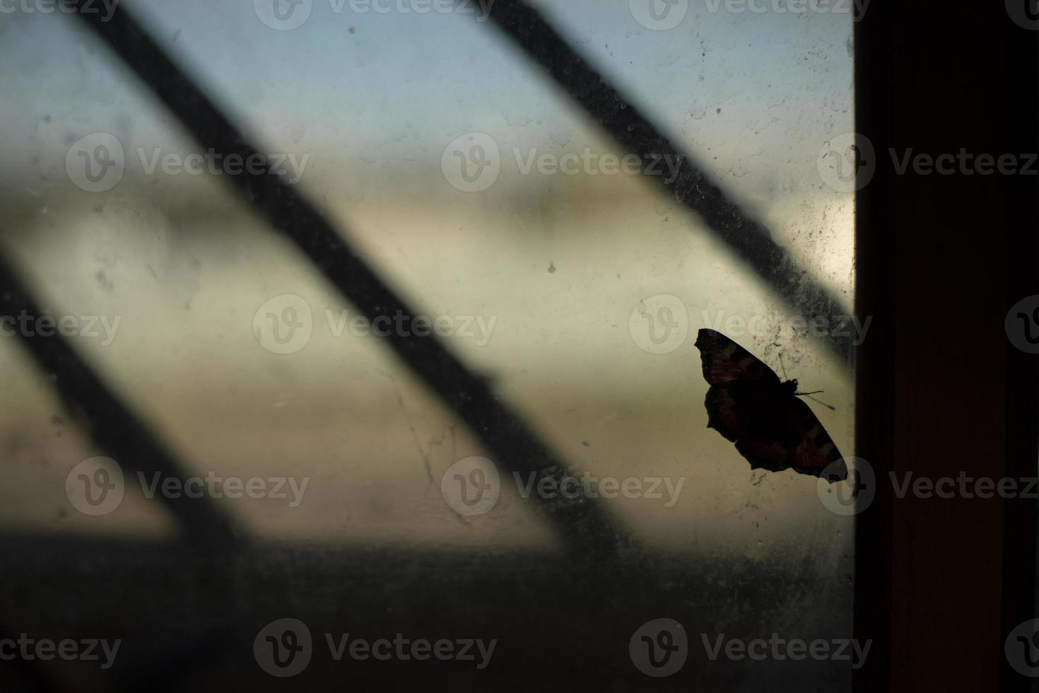 Bean on glass. Butterfly on window. Interior details. Window frame. photo