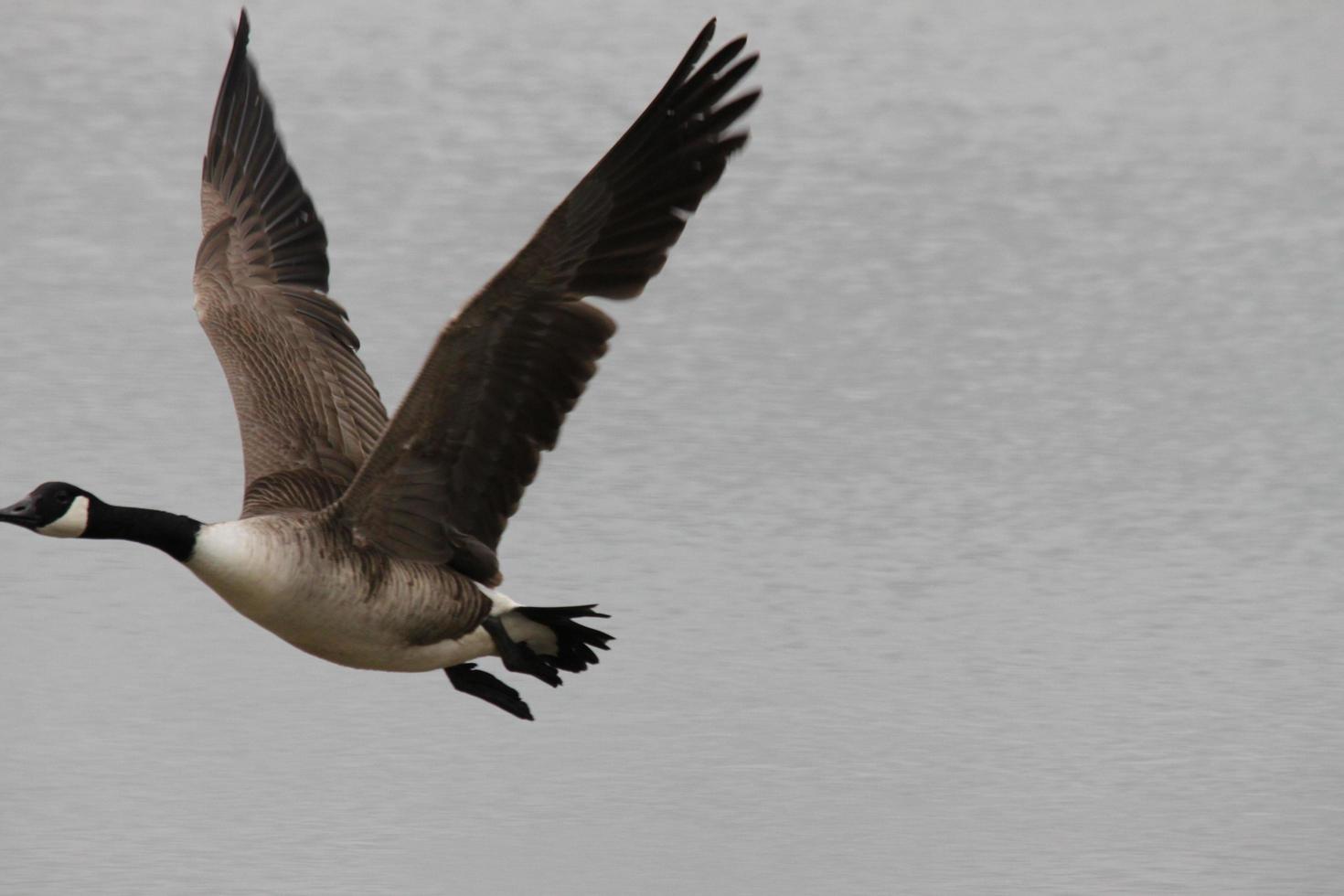 A view of a Canada Goose photo