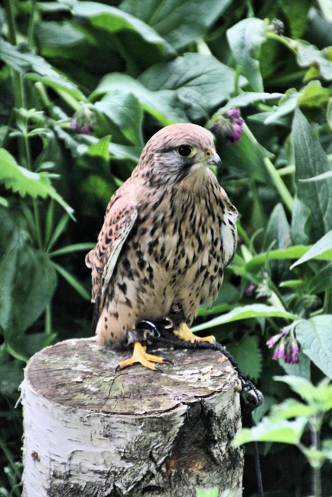 A view of a Kestrel photo