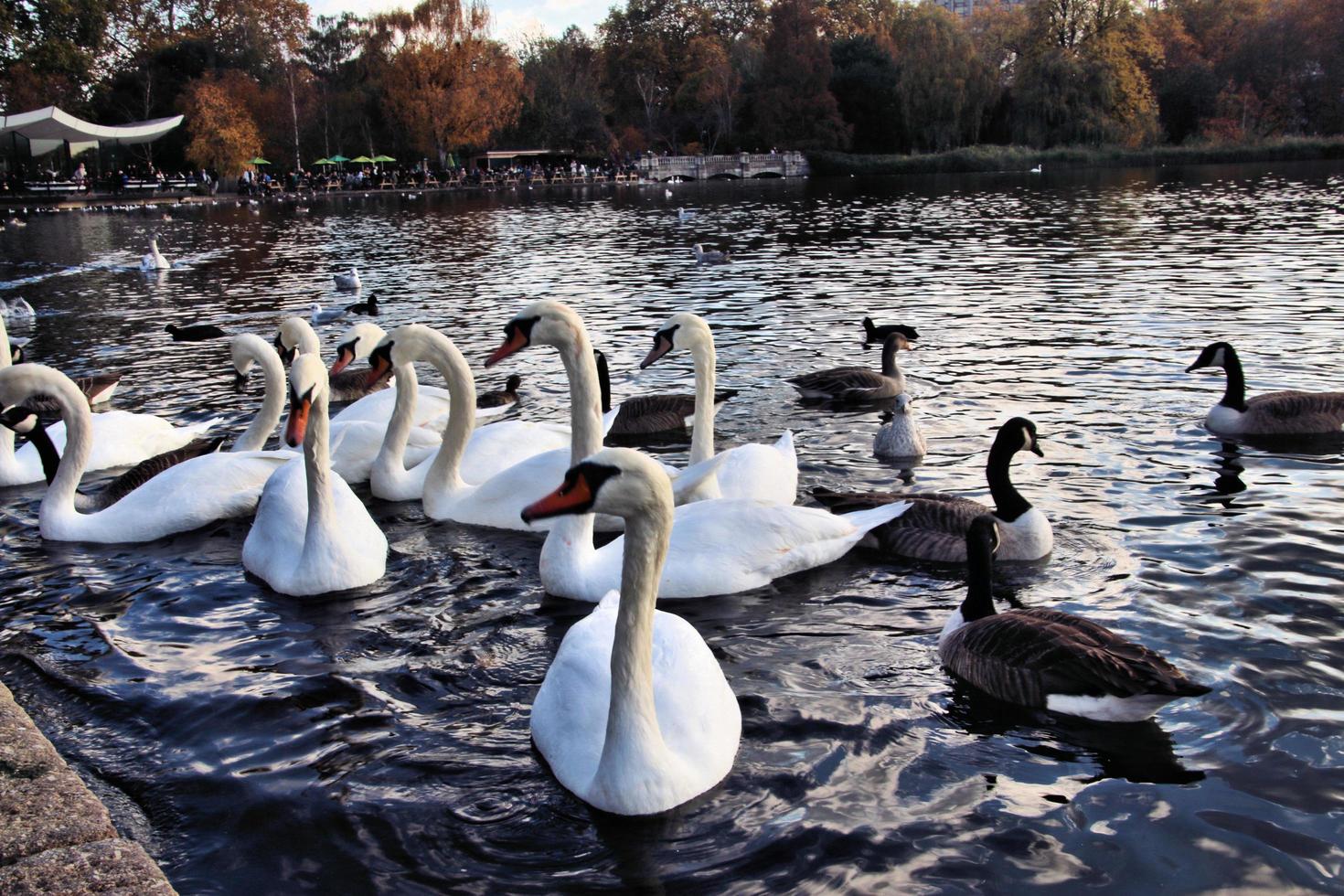 A view of a Mute Swan photo