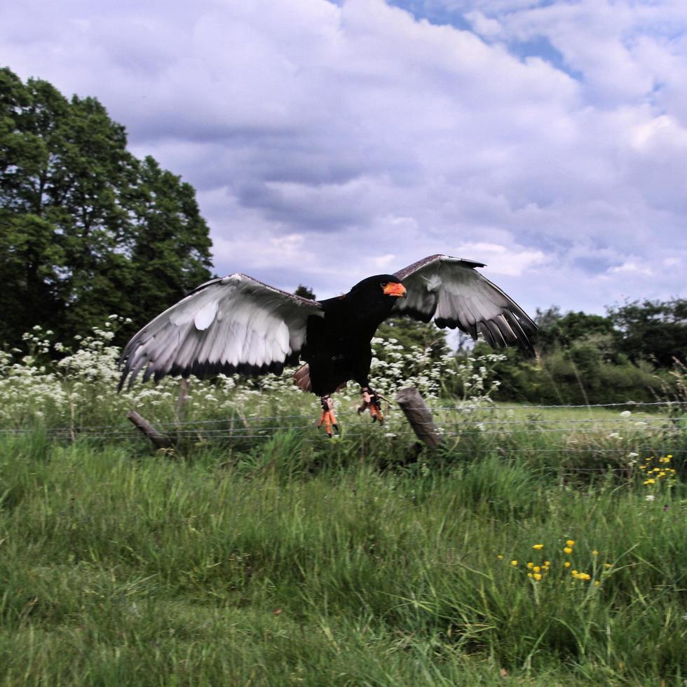 A view of a Bateleur Eagle photo